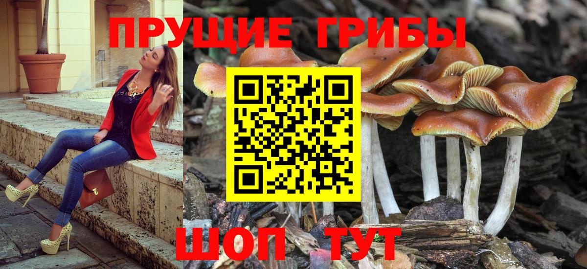 Галлюциногенные грибы прущие грибы  Галлюциногенные грибы GOLDEN TEACHER  Вход с VPN  дарнет шоп  Кемерово 